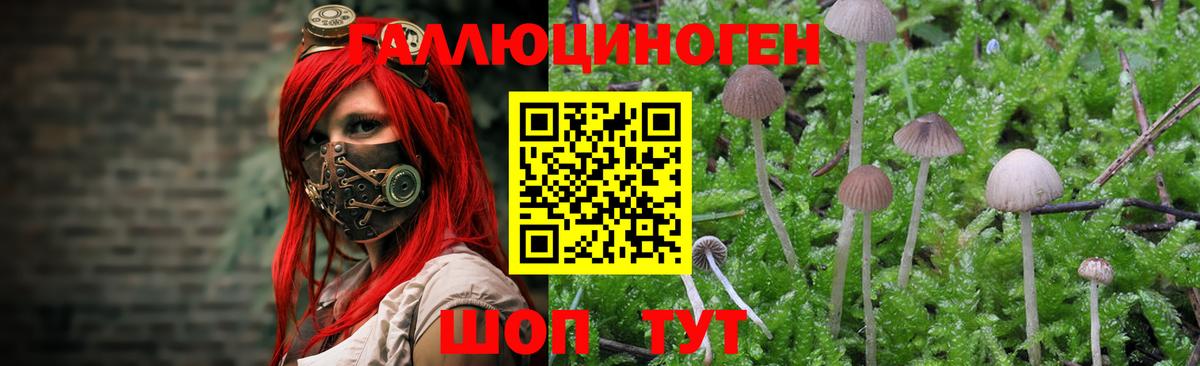 Барнаул  Галлюциногенные грибы Psilocybine cubensis  Вход с VPN 
